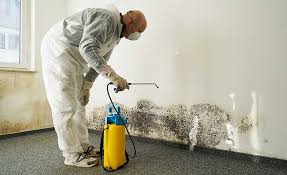 Best Mold Damage Restoration in Palermo, CA