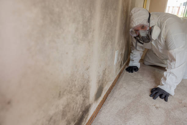 Best Attic Mold Removal in Palermo, CA